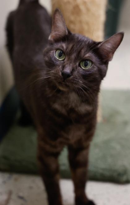 Calypso, Adoptable, Young Female Domestic Short Hair & Domestic Short Hair.