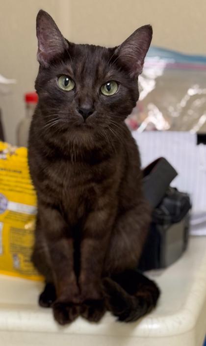 Calypso, a Adoptable mixed breed in Baraboo, WI image 2/3