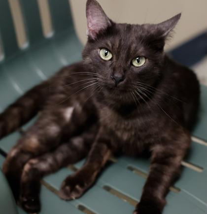 Calypso, a Adoptable mixed breed in Baraboo, WI image 3/3