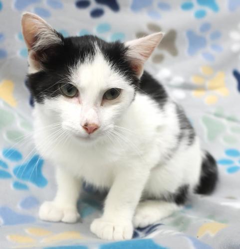 Enlarge Turnip, a Adoptable mixed breed in Thief River Falls, MN image 1/1