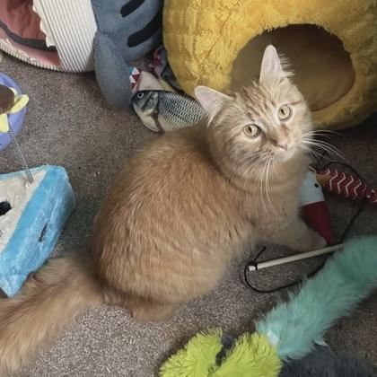 Ritz, Adoptable, Young Female Domestic Medium Hair & Domestic Short Hair.