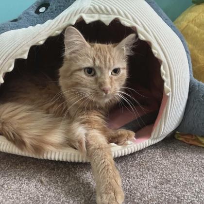 Enlarge Ritz, a Adoptable mixed breed in Elk Grove Village, IL image 2/3