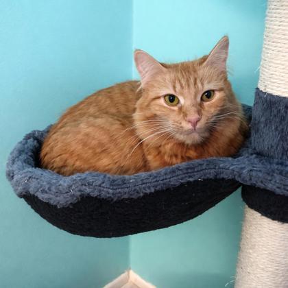 Ritz, Adoptable, Young Female Domestic Medium Hair & Domestic Short Hair.