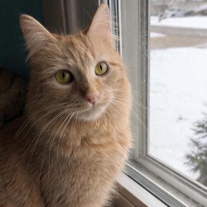 Enlarge Ritz, a Adoptable mixed breed in Elk Grove Village, IL image 2/3