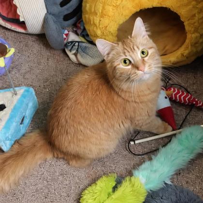 Enlarge Ritz, a Adoptable mixed breed in Elk Grove Village, IL image 1/3