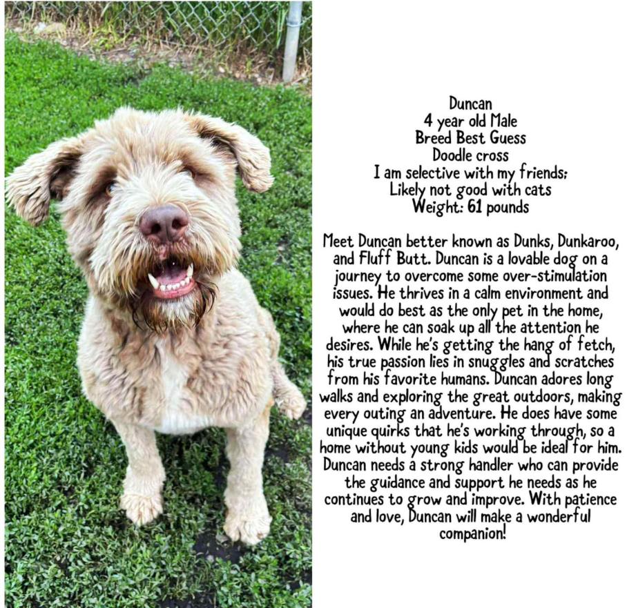 Duncan, an adoptable Goldendoodle in Alix, AB, T0C 0B0 | Photo Image 2