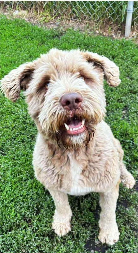 Duncan, an adoptable Goldendoodle in Alix, AB, T0C 0B0 | Photo Image 1