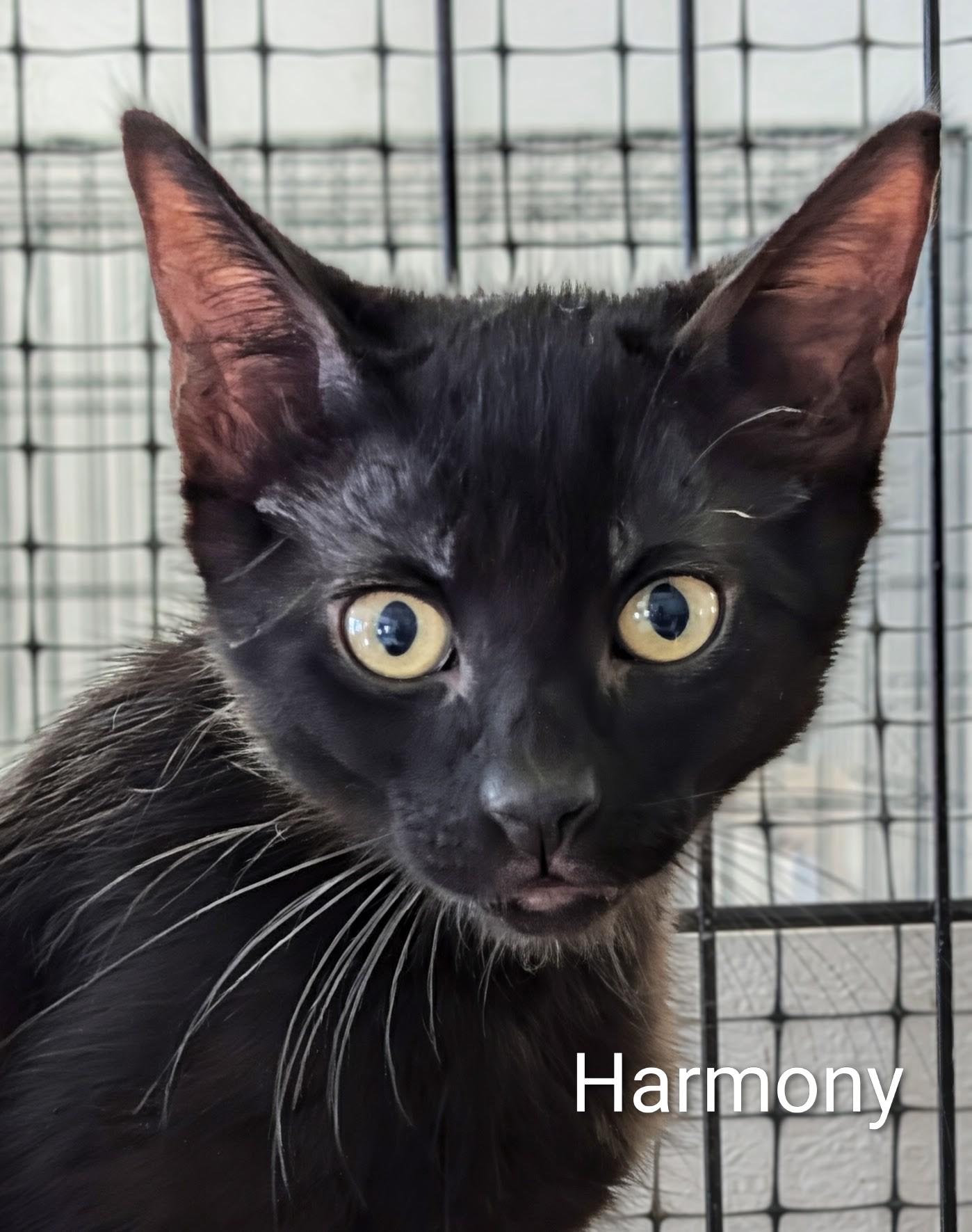 Enlarge Harmony, an adopted Domestic Short Hair in Colfax, IA image 1/1