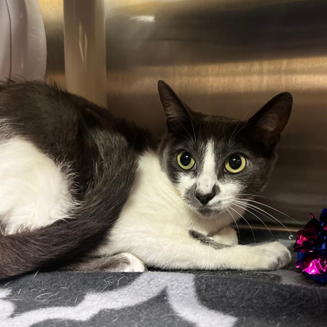 BELLADONNA, Adoptable, Adult Female Domestic Short Hair.