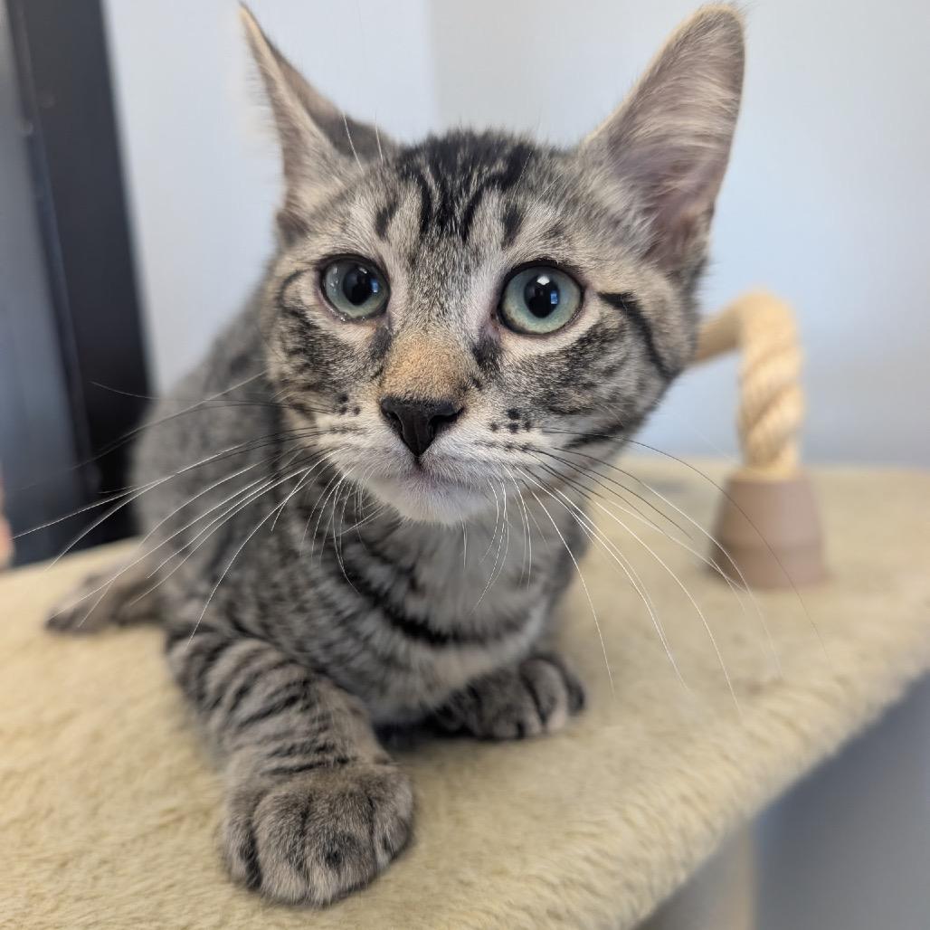 Troy-Bilt, Adoptable, Kitten Male Domestic Short Hair.