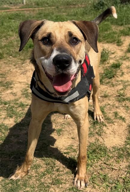 GOBI, Adoptable, Young Male Mixed Breed.