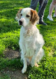 Available - Buddy, Adoptable, Senior Male English Setter.