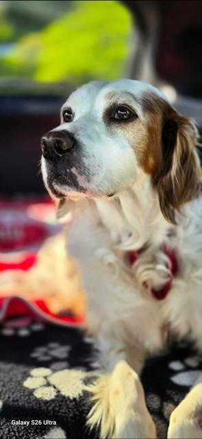 Enlarge Available - Buddy, a Adoptable English Setter in Havertown, PA image 2/6
