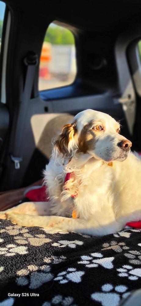 Enlarge Available - Buddy, a Adoptable English Setter in Havertown, PA image 3/6