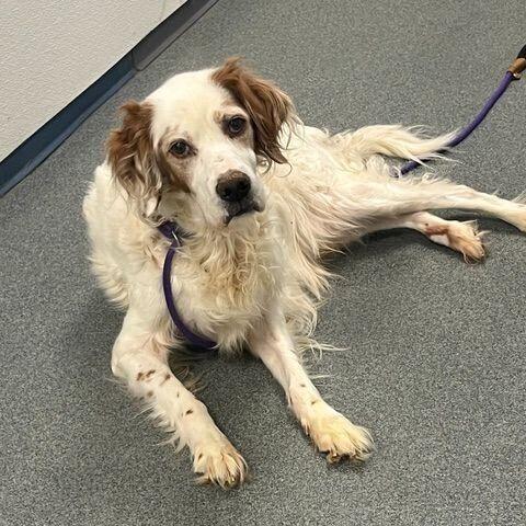 Enlarge Available - Buddy, a Adoptable English Setter in Havertown, PA image 4/6