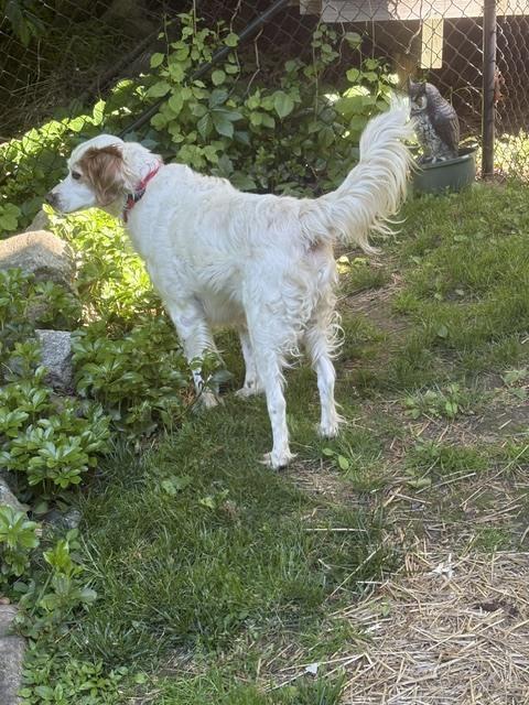 Enlarge Available - Buddy, a Adoptable English Setter in Havertown, PA image 5/6