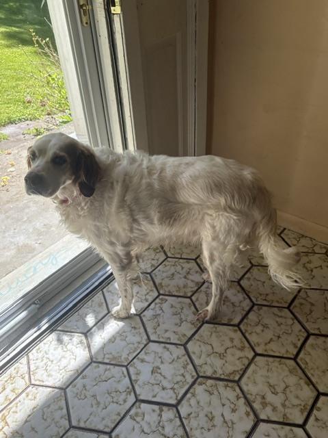 Enlarge Available - Buddy, a Adoptable English Setter in Havertown, PA image 6/6