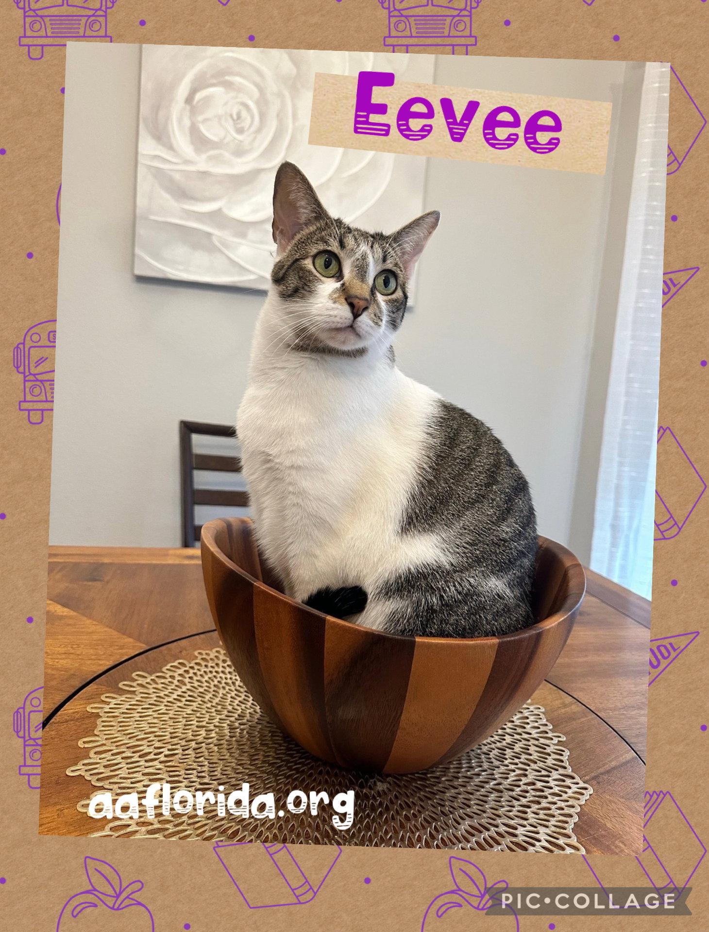 Eevee, Adopted, Young Female Tabby & Domestic Short Hair.