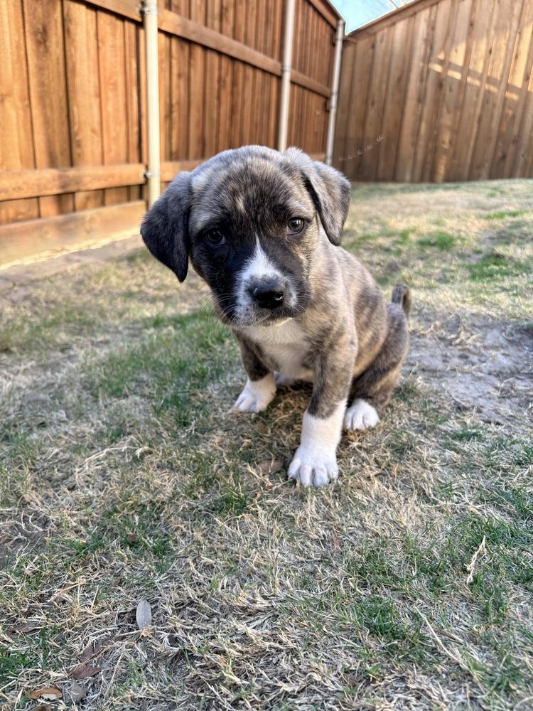 Edward, Adoptable, Puppy Male Great Pyrenees & Pit Bull Terrier.