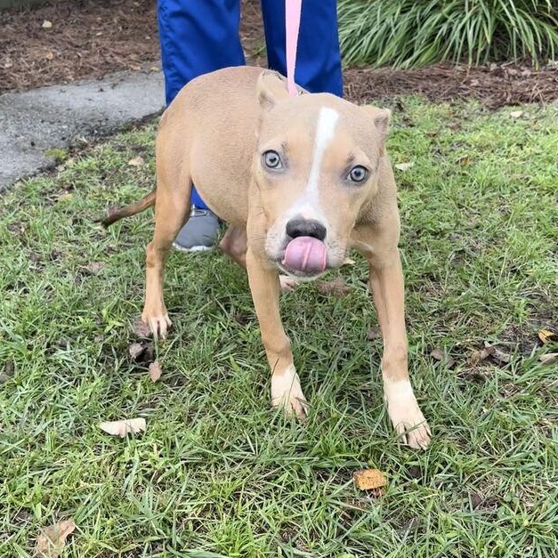 Enlarge Curly, a Adoptable mixed breed in Valdosta, GA image 3/3