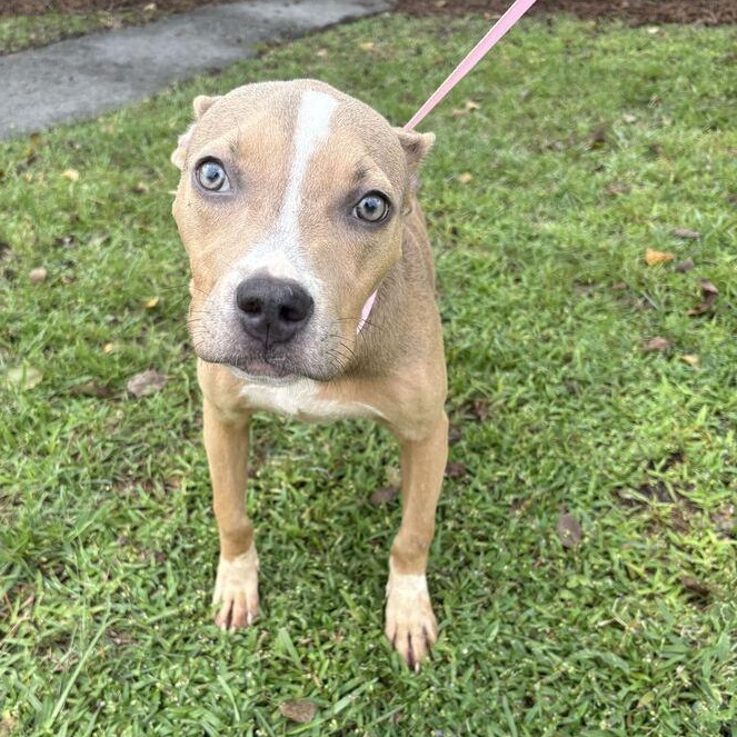 Enlarge Curly, a Adoptable mixed breed in Valdosta, GA image 2/3