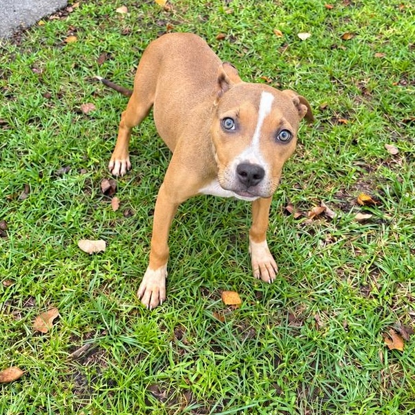 Curly, Adoptable, Puppy Female Pit Bull Terrier & Rat Terrier.