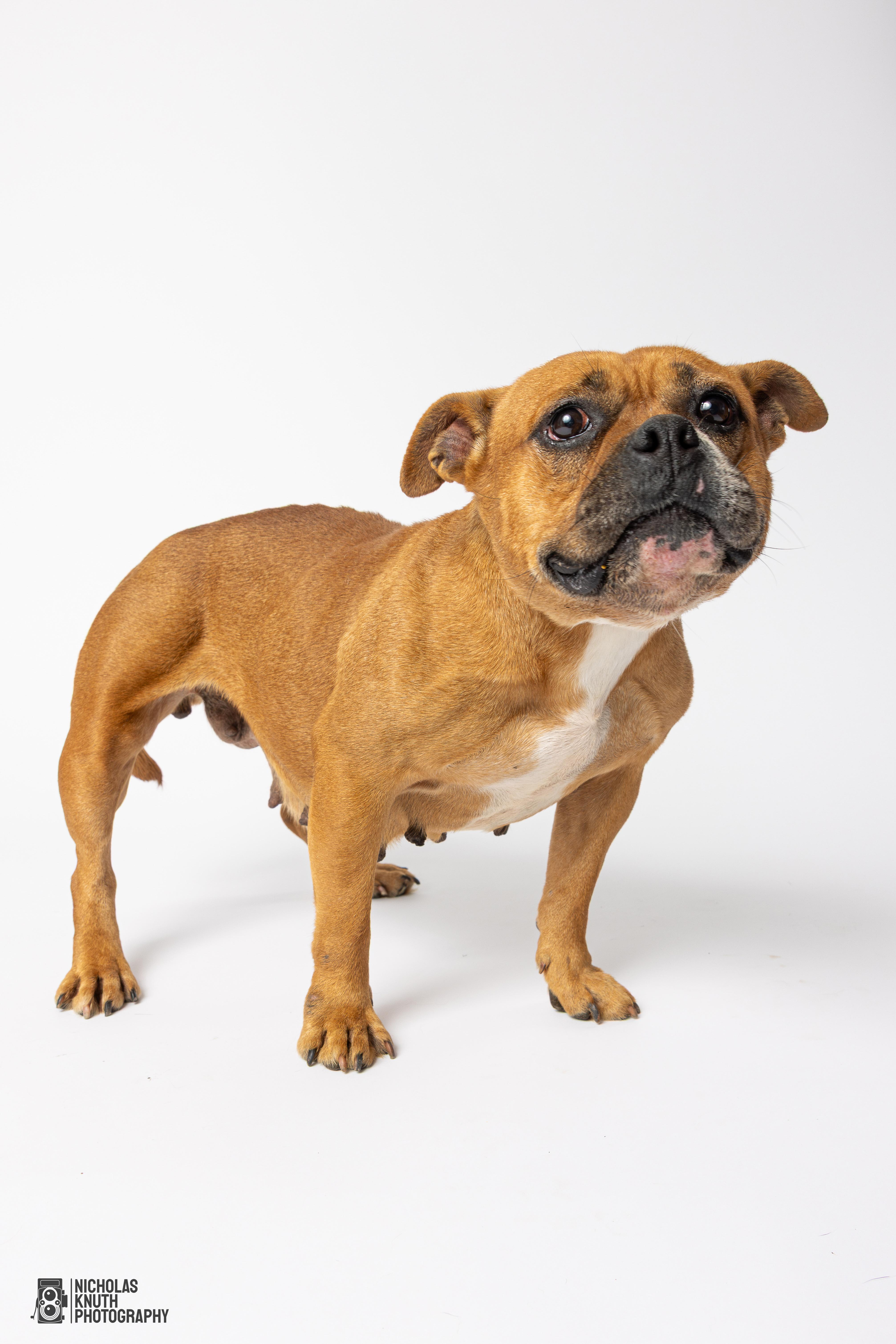 Delilah, a Adoptable mixed breed in Palatine, IL image 1/6