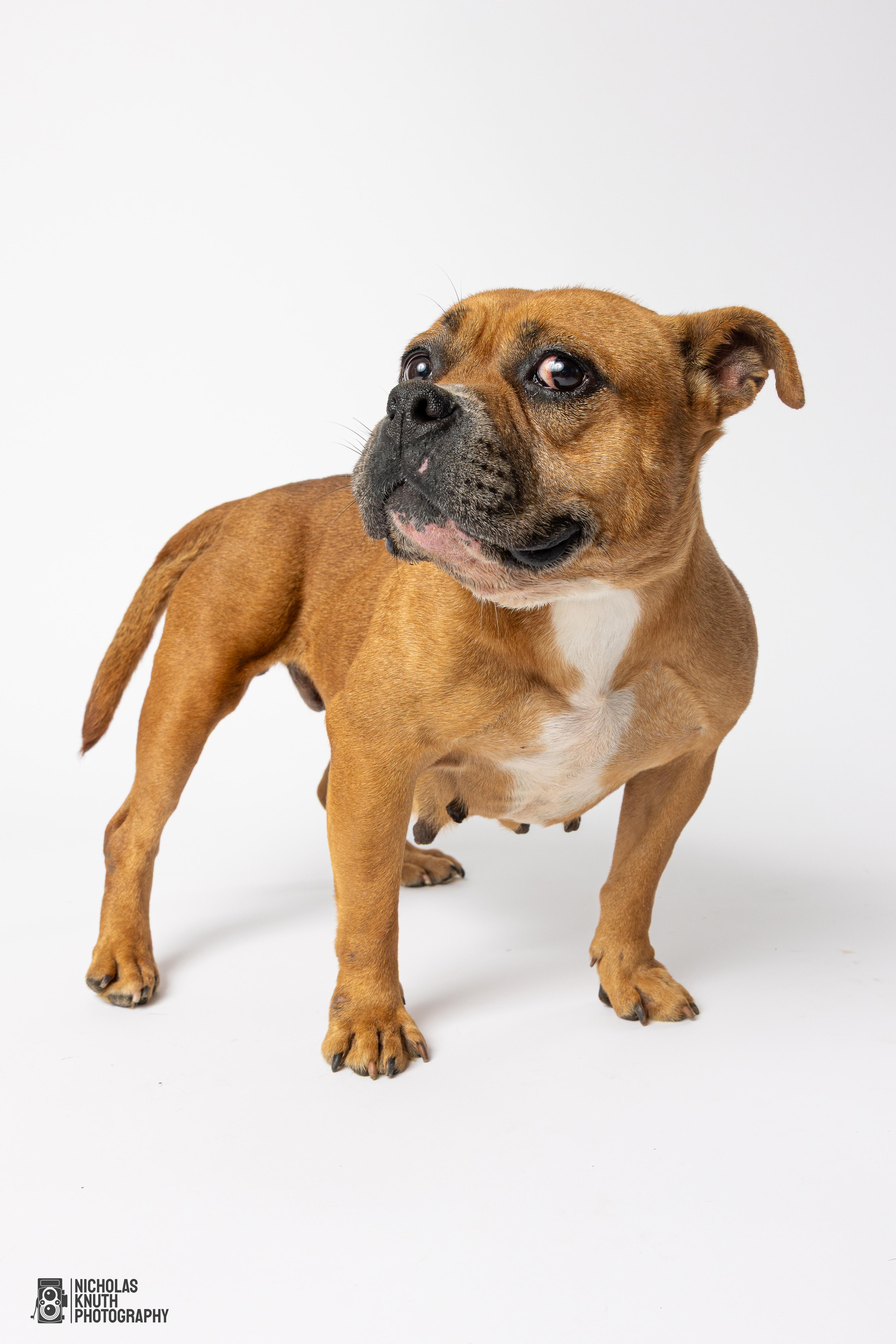 Delilah, a Adoptable mixed breed in Palatine, IL image 2/6
