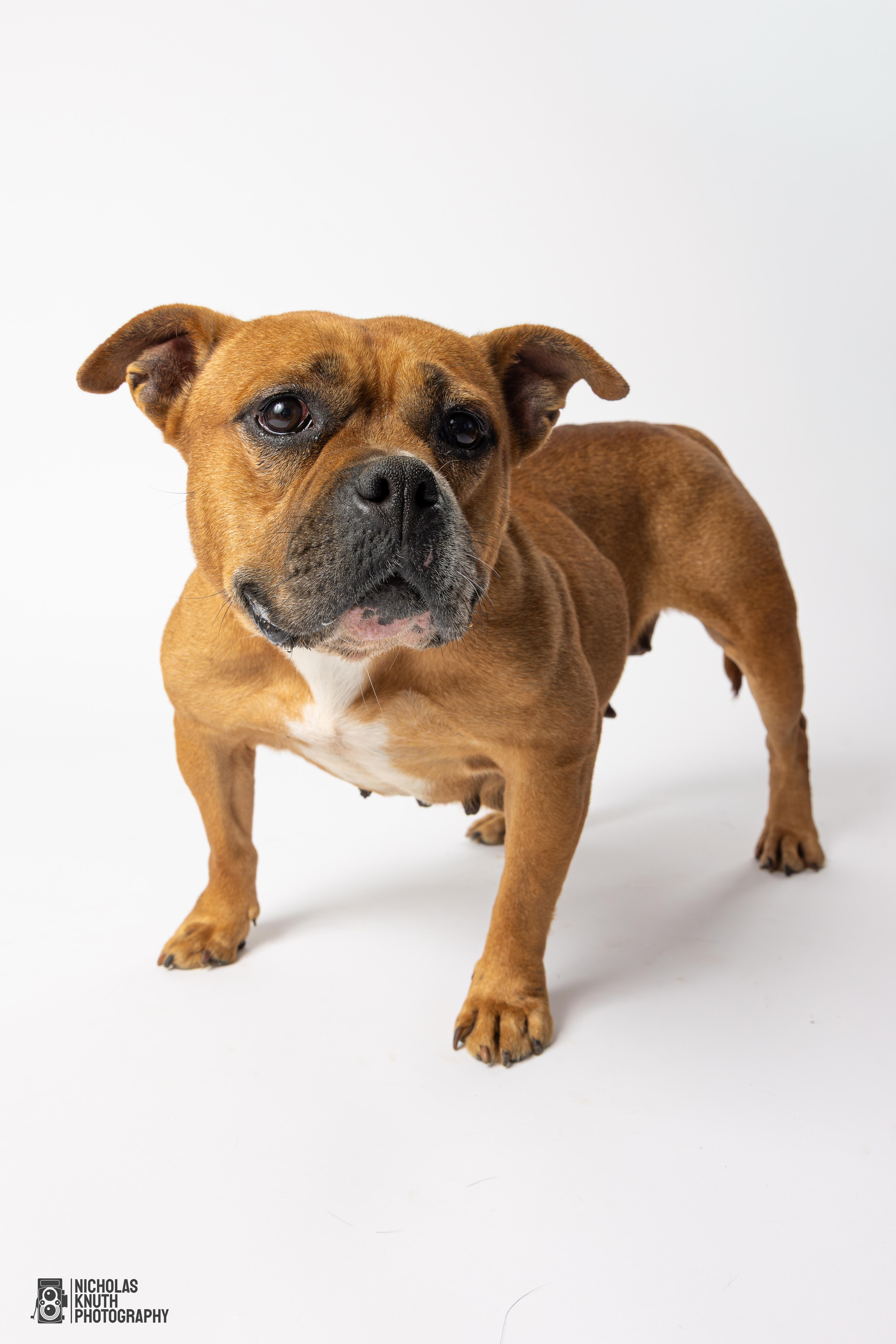 Delilah, a Adoptable mixed breed in Palatine, IL image 3/6