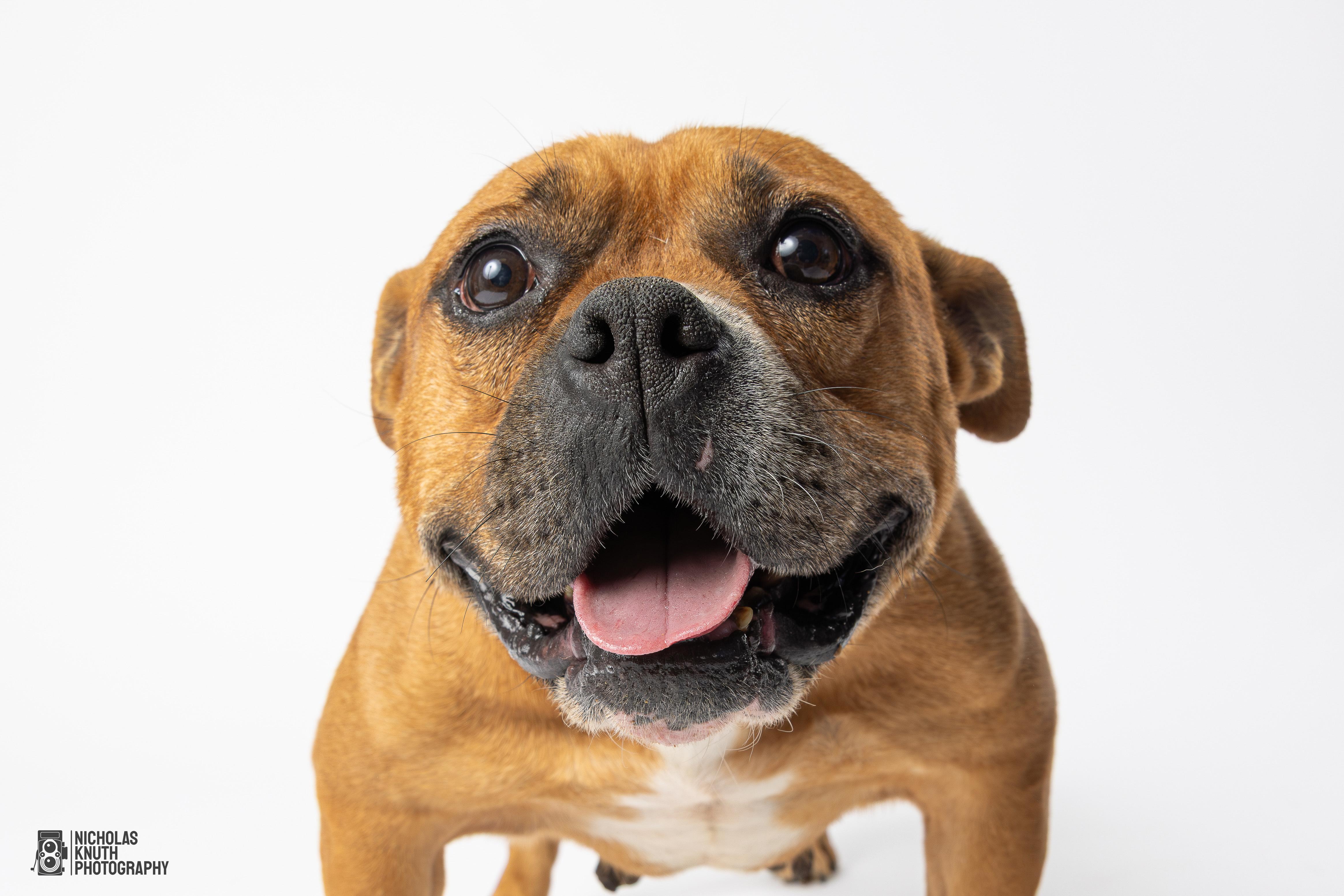 Delilah, a Adoptable mixed breed in Palatine, IL image 4/6