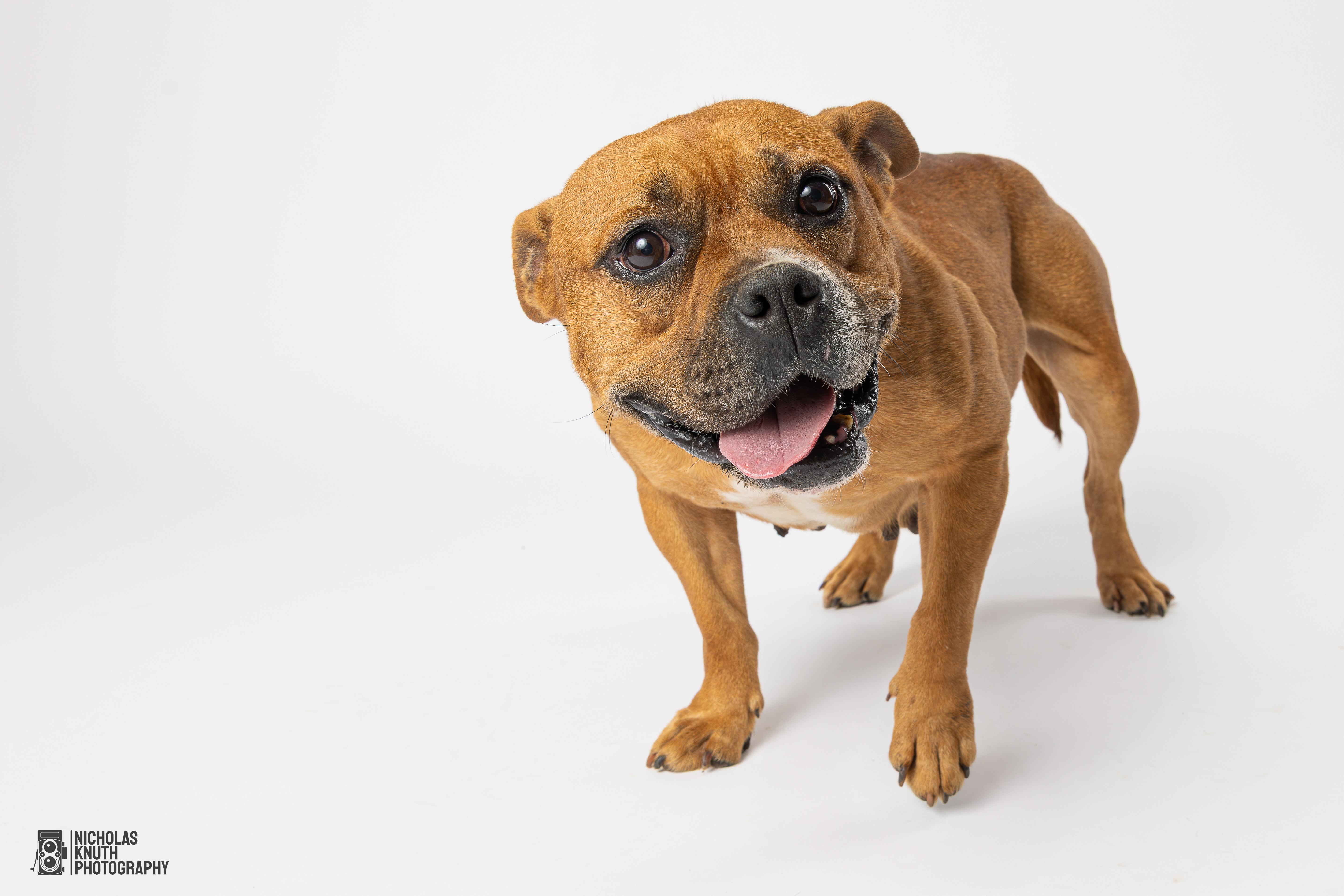 Delilah, a Adoptable mixed breed in Palatine, IL image 6/6