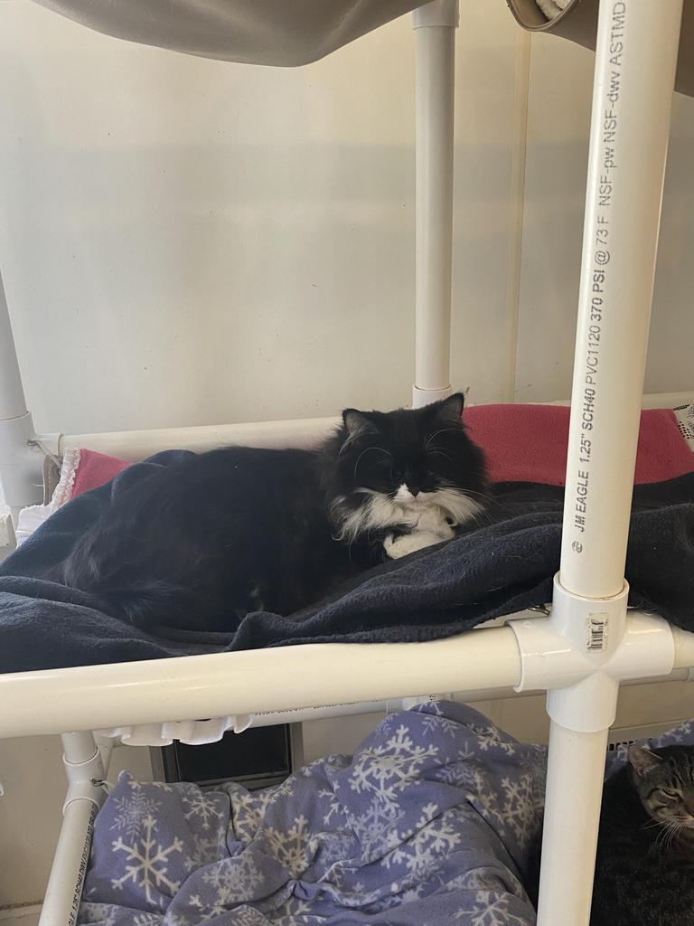 Darcy, Adoptable, Adult Female Domestic Long Hair.