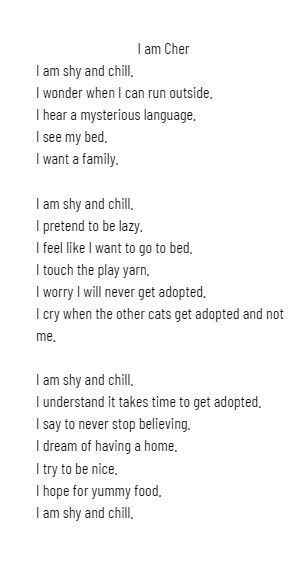 Cher, Adoptable, Adult Female Domestic Short Hair.