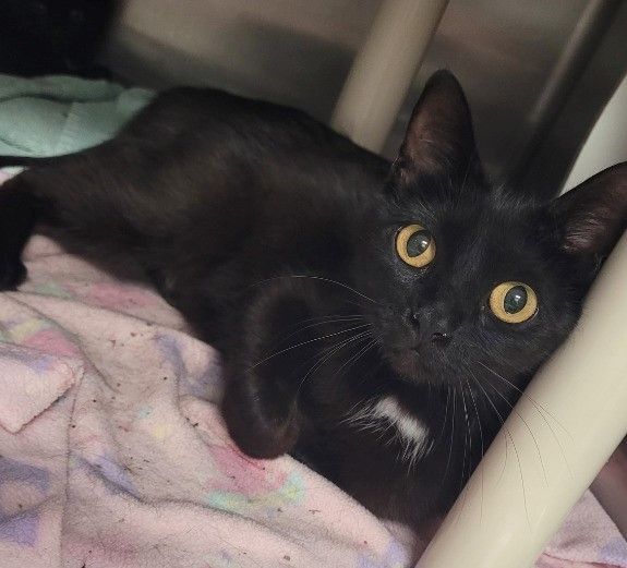 Cher, a Adoptable Domestic Short Hair in Geneseo, IL image 2/9