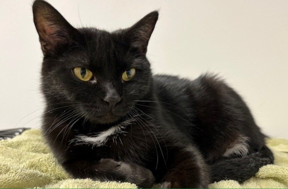 Cher, a Adoptable Domestic Short Hair in Geneseo, IL image 3/9