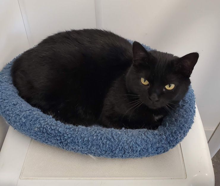 Cher, a Adoptable Domestic Short Hair in Geneseo, IL image 4/9