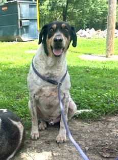 Rigby, Adoptable, Senior Male Hound.