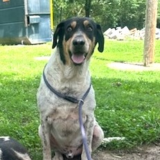 Enlarge Rigby, a Adoptable mixed breed in Hot Springs, AR image 1/1