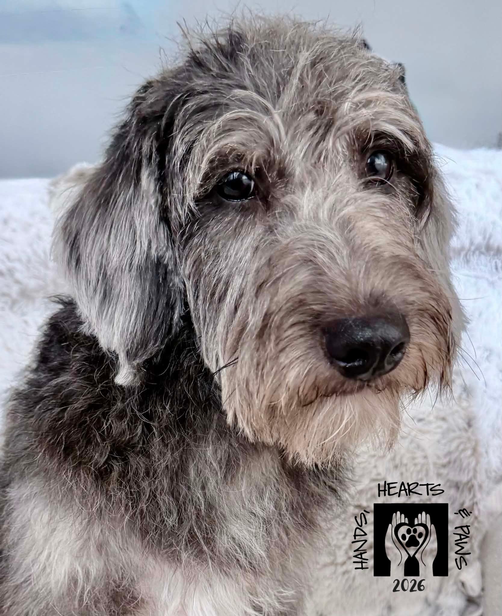 Enlarge MacGuffin, a Adopted mixed breed in Omaha, NE image 2/2
