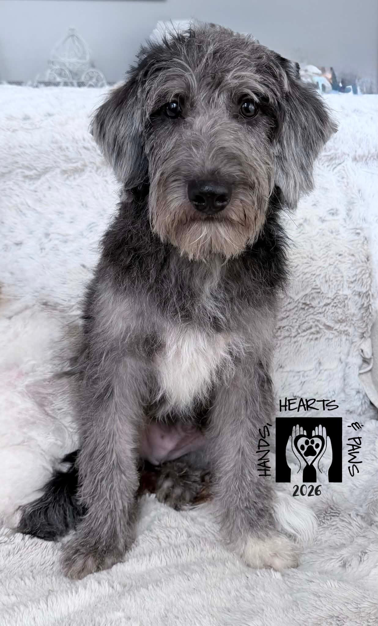 MacGuffin, Adopted, Puppy Male Poodle & Labrador Retriever.