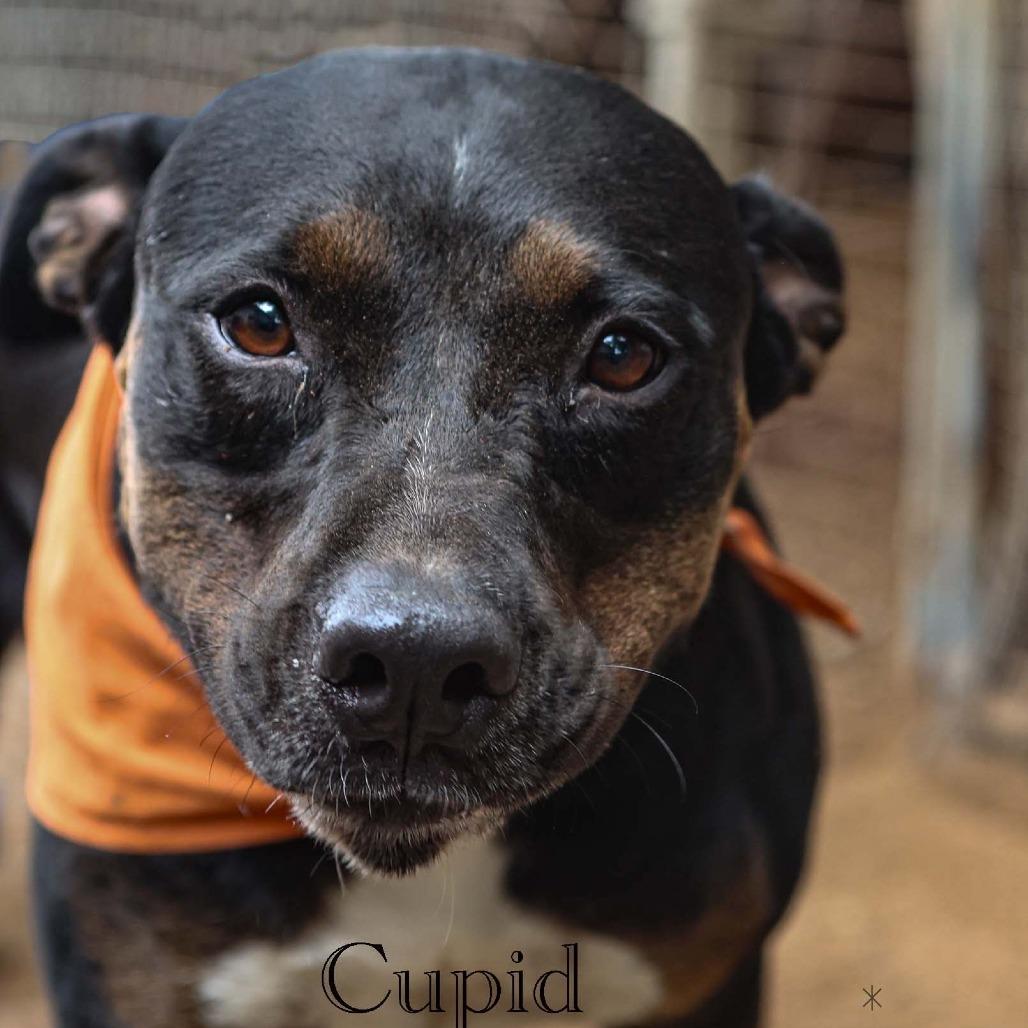 Cupid, Adoptable, Adult Male Pit Bull Terrier.