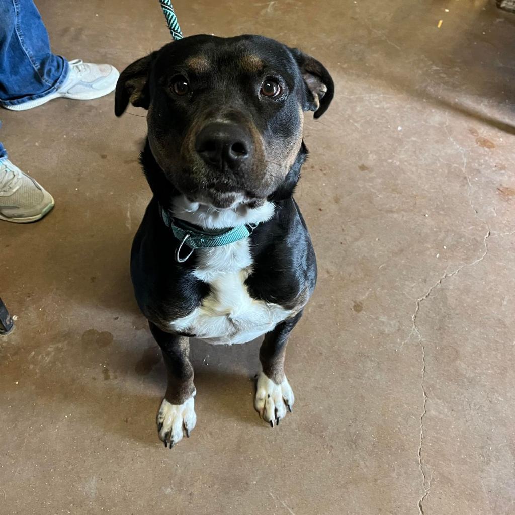Cupid, a Adoptable Pit Bull Terrier in Stephenville, TX image 1/4