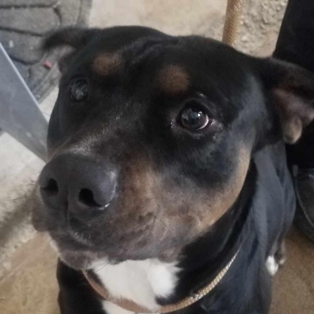 Cupid, a Adoptable Pit Bull Terrier in Stephenville, TX image 2/4