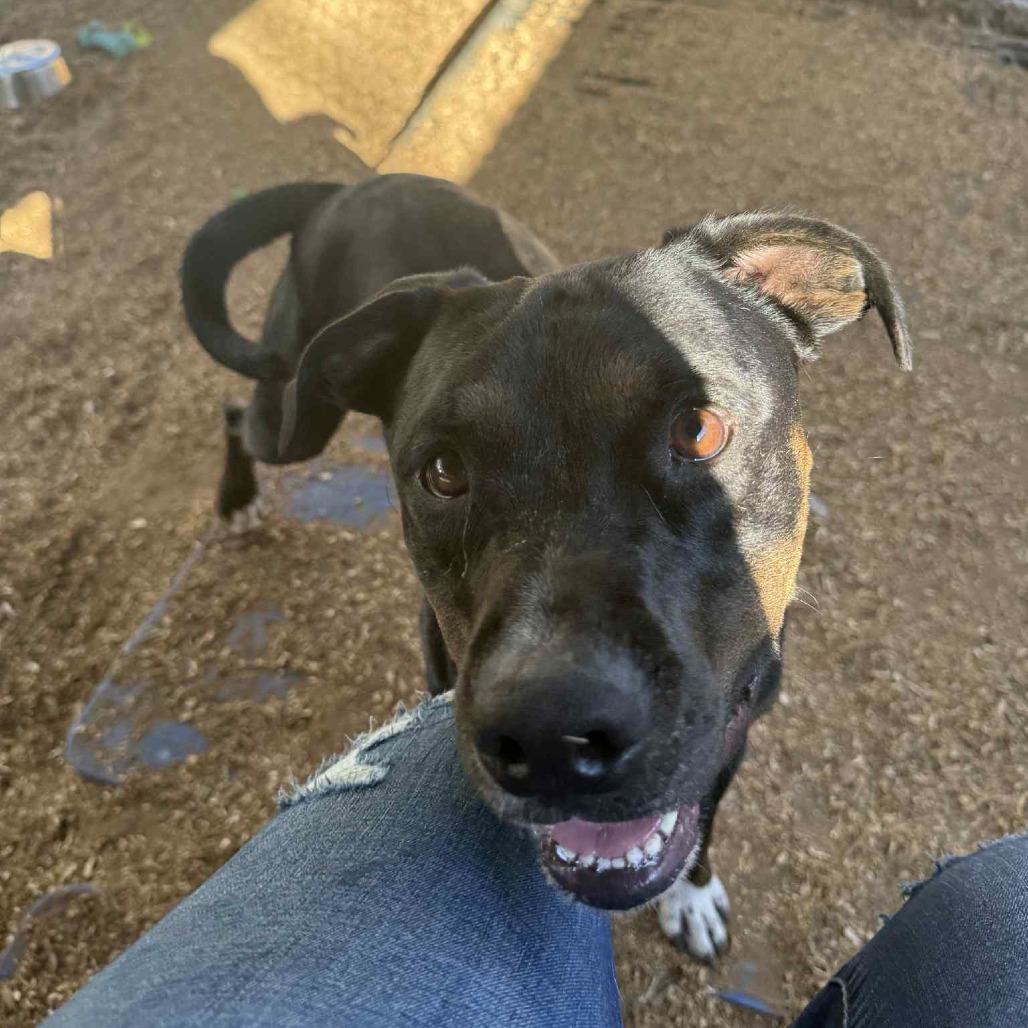 Cupid, a Adoptable Pit Bull Terrier in Stephenville, TX image 3/4
