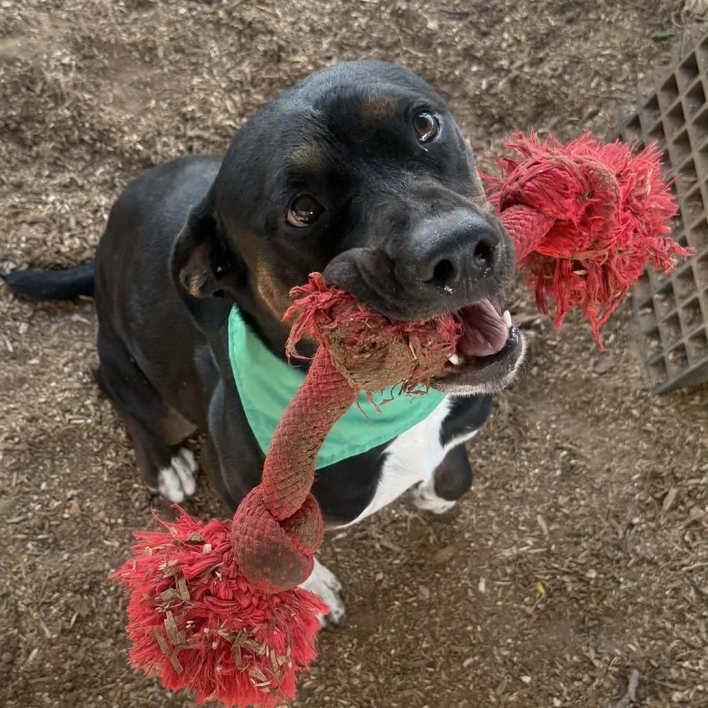 Enlarge Cupid, a Adoptable Pit Bull Terrier in Stephenville, TX image 4/6