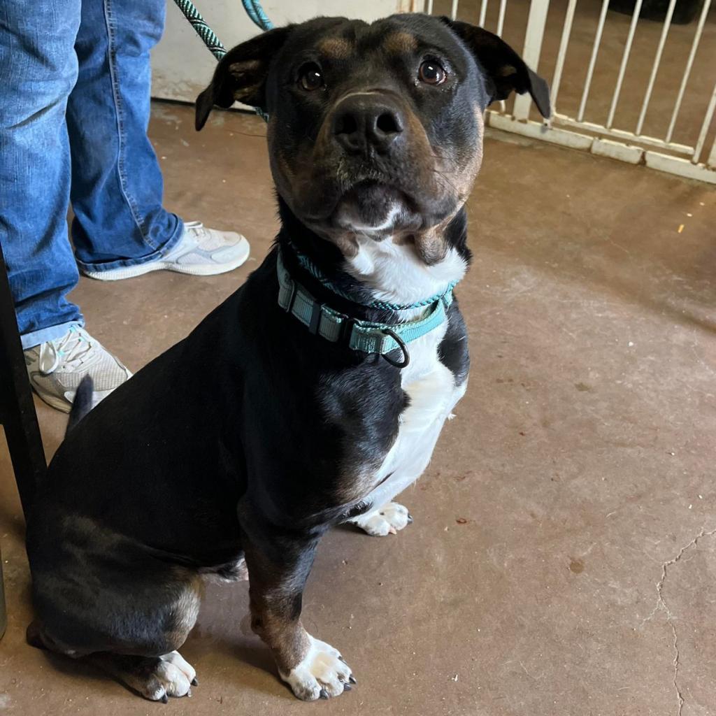 Cupid, a Adoptable Pit Bull Terrier in Stephenville, TX image 4/4
