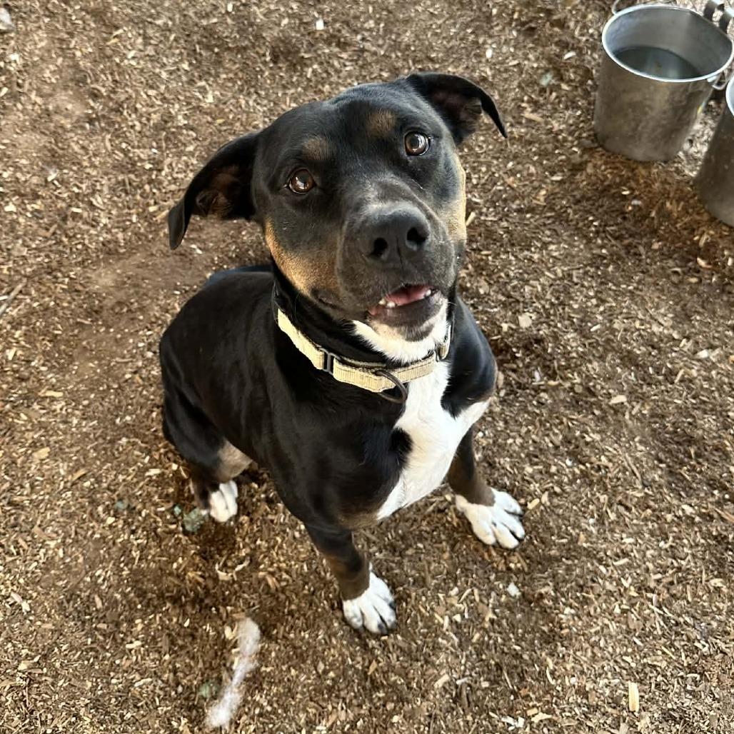 Enlarge Cupid, a Adoptable Pit Bull Terrier in Stephenville, TX image 6/6