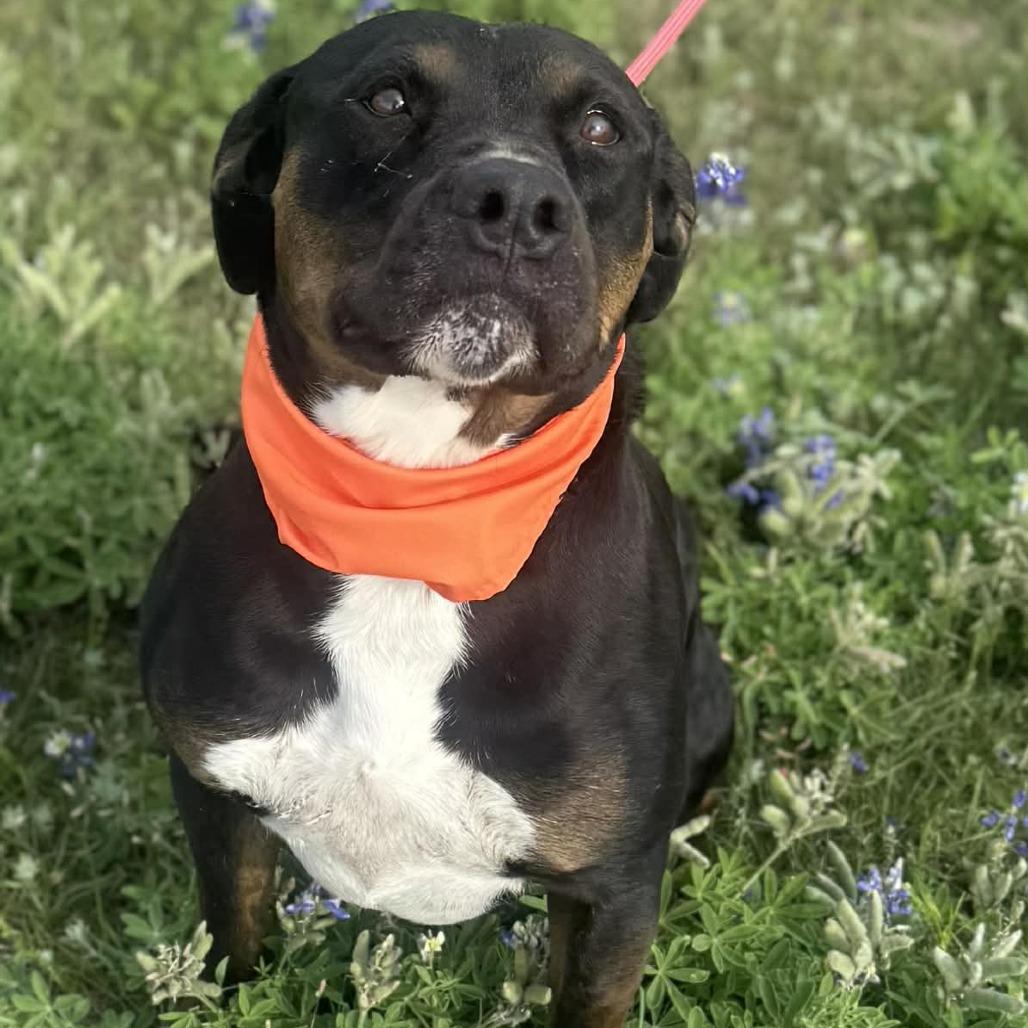 Enlarge Cupid, a Adoptable Pit Bull Terrier in Stephenville, TX image 6/6