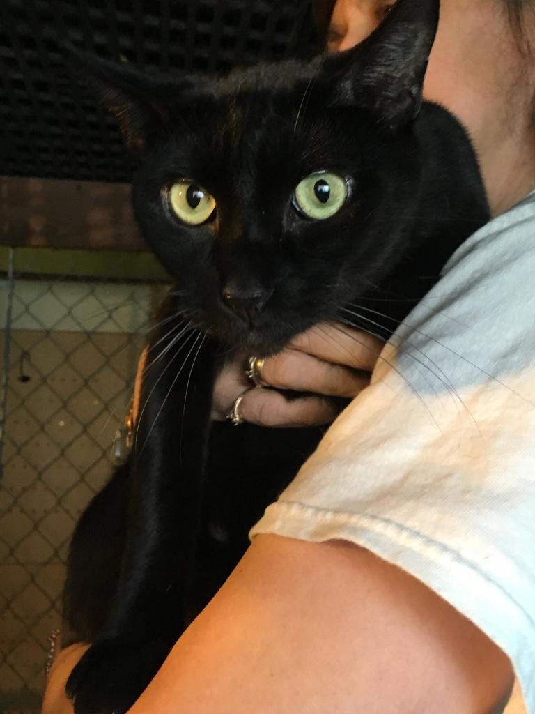 Enlarge Zorro, a Adoptable Domestic Short Hair in Kansas City, MO image 1/2