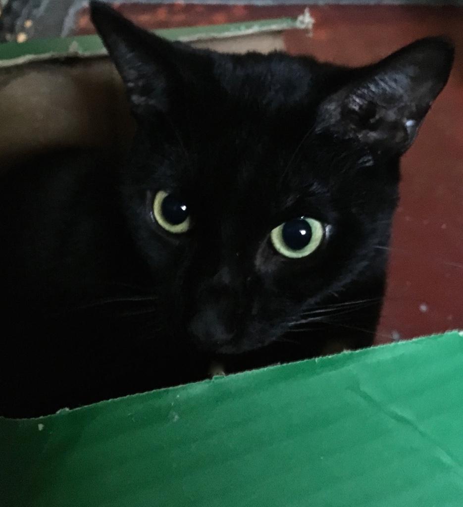 Enlarge Zorro, a Adoptable Domestic Short Hair in Kansas City, MO image 2/2